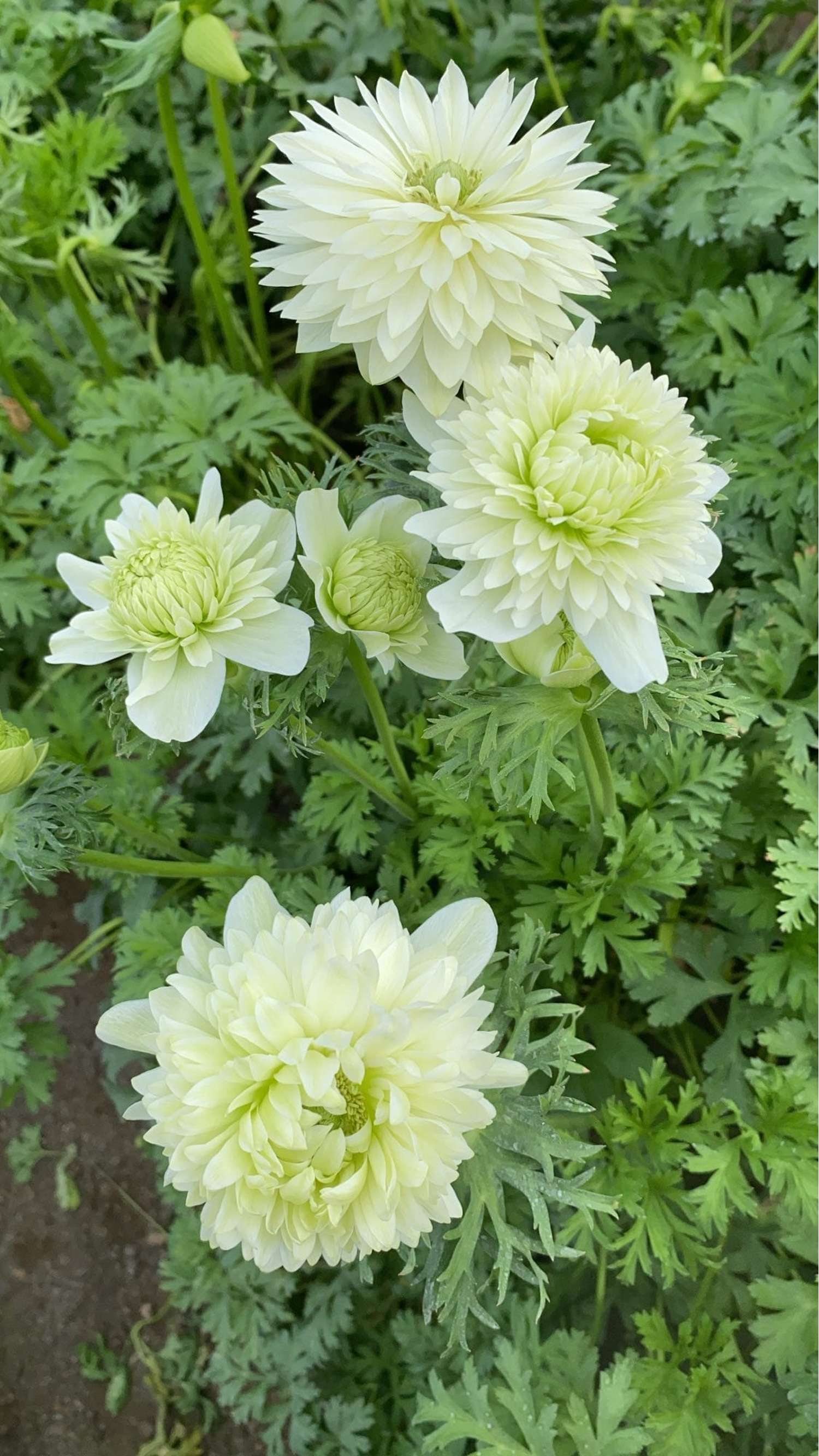 Anémone 'Fullstar White'